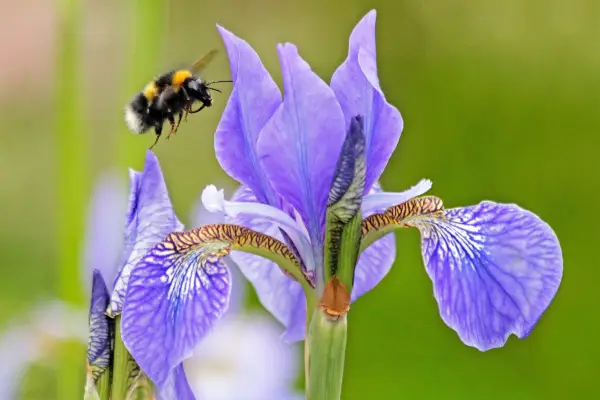 Garden bumblebee about to land on an iris
