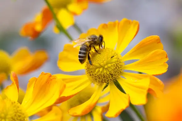 Honeybee, Apis mellifera