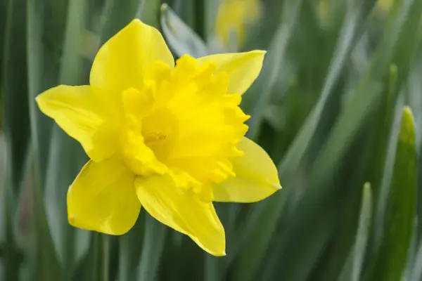 Narcissus 