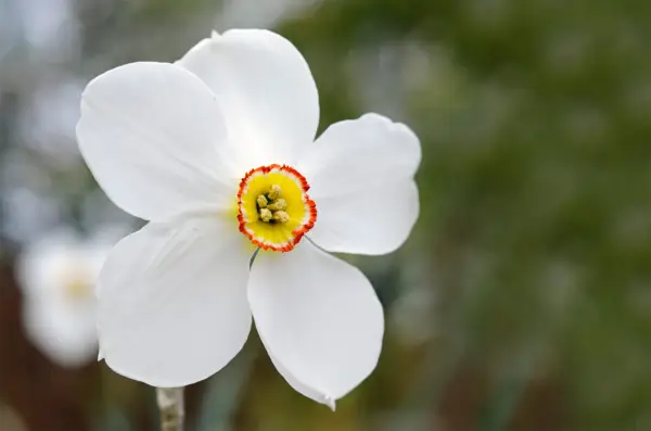Narcissus poeticus var. recurvus