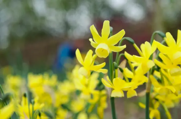 Os 10 principais narcisos para o seu jardim