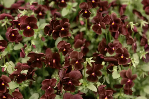 Viola 'Sorbet Black Delight'