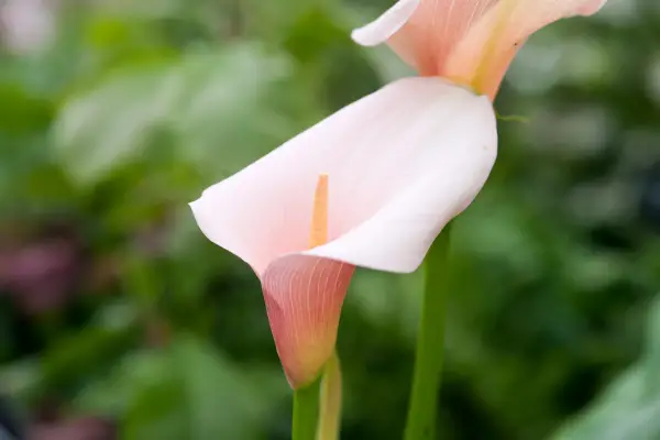 Zantedeschia Acthiopica 'Flamingo'
