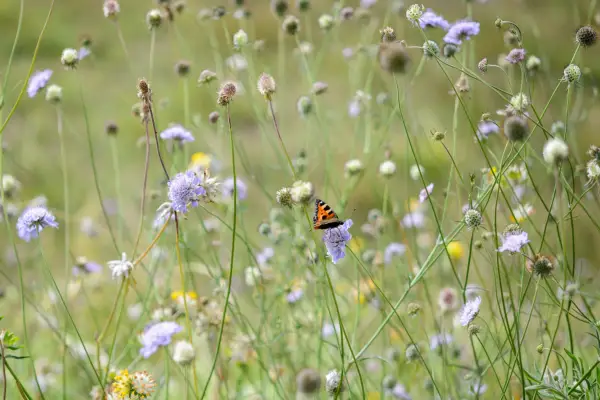 Scabious