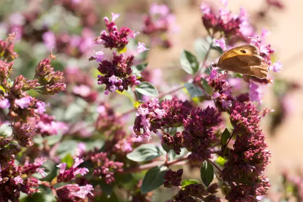Wild marjoram (oregano)