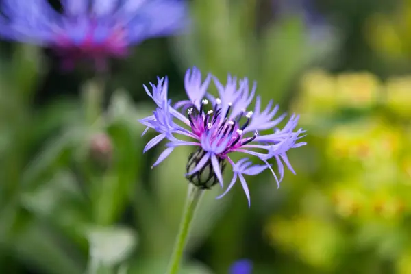 Purple flowers to grow - mountain cornflower