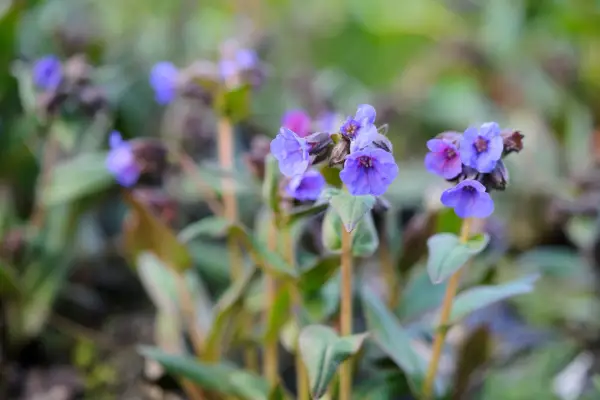 Plants with purple flowers - lungwort