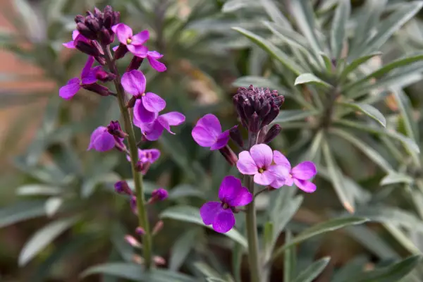 Purple flowers to grow - perennial wallflower