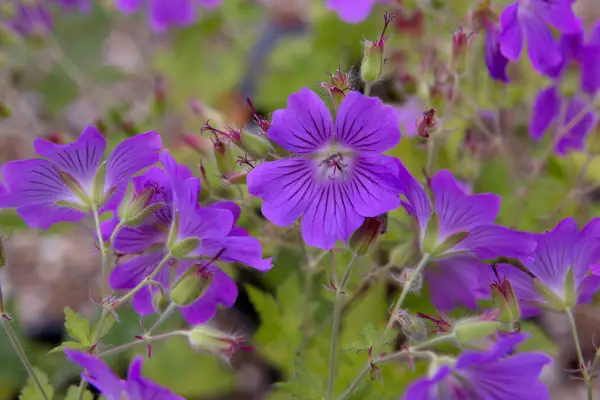 Purple flowers to grow - hardy geraniums