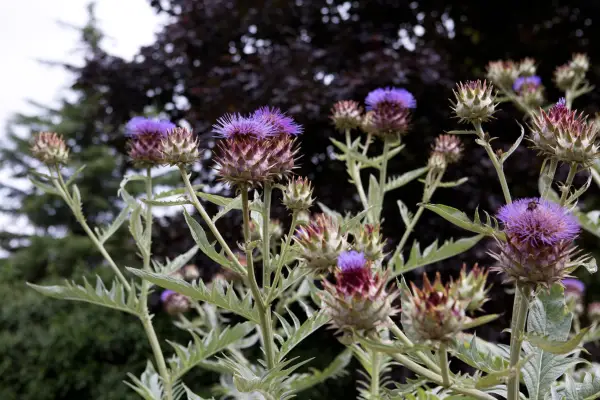 Purple flowers to grow - globe artichoke