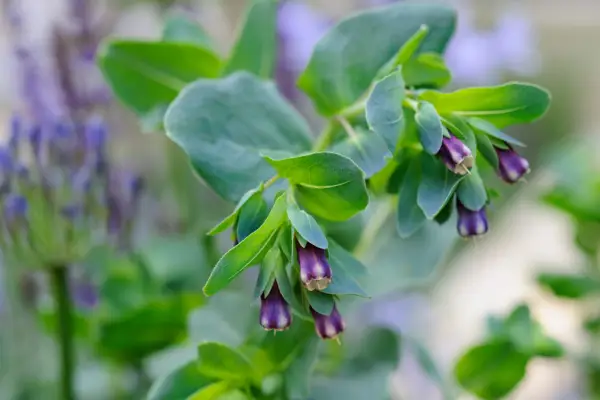 Purple flowers to grow - honeywort