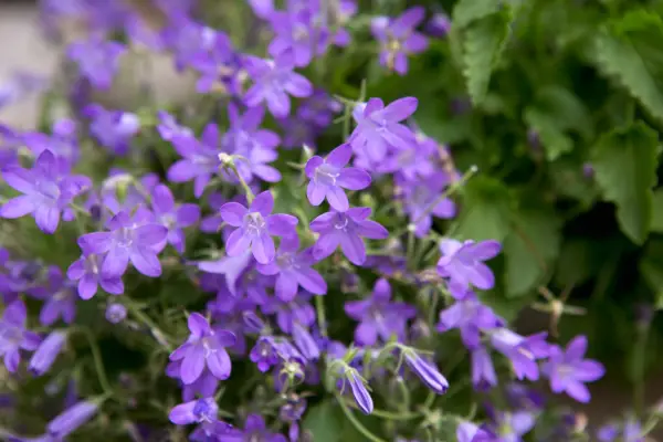 Purple flowers to grow - trailing campanula