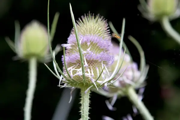 Teasel, Dipsacus fullonum