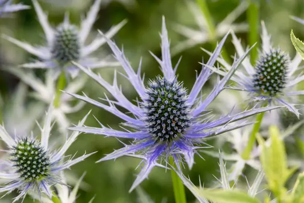 Purple flowers to grow - sea holly