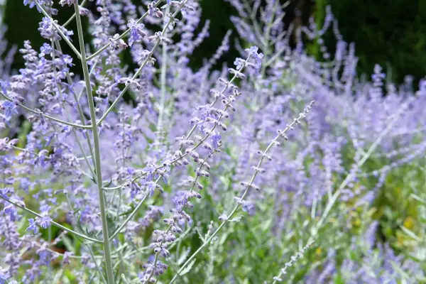 Russian sage flowers