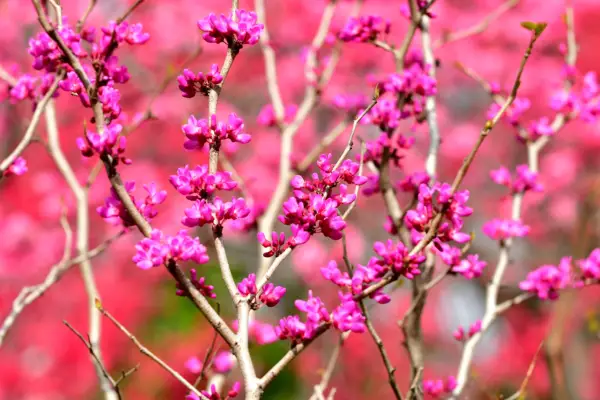 Chinese red bud (Cercis chinensis. Photo: Getty Images.