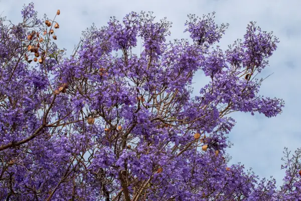 Jacaranda tree in full bloom