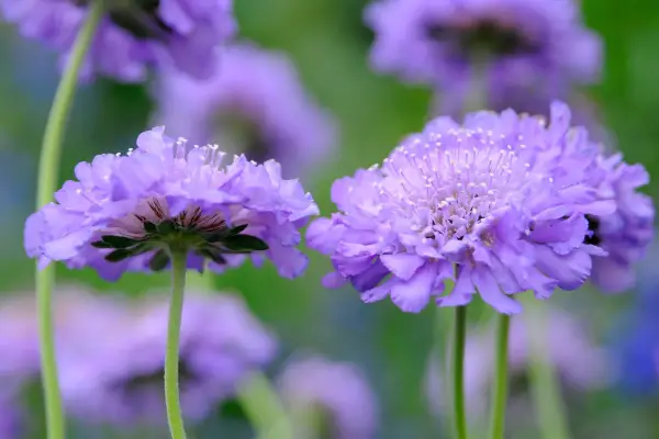 Scabious 