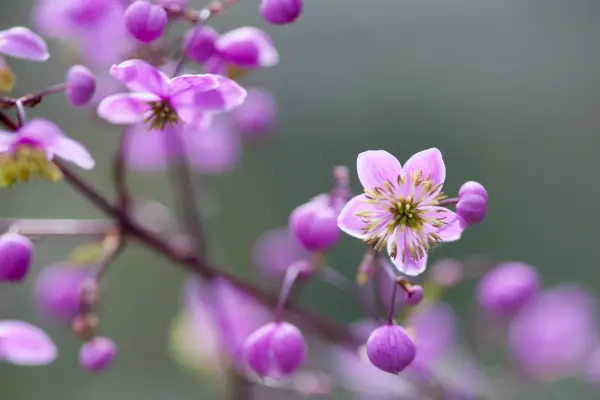 Thalictrum delavayi flowers