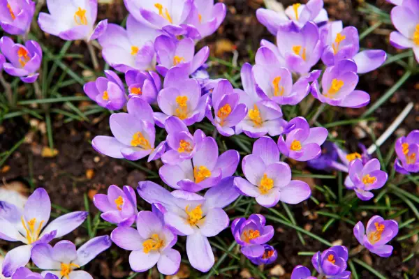 Crocus flowers