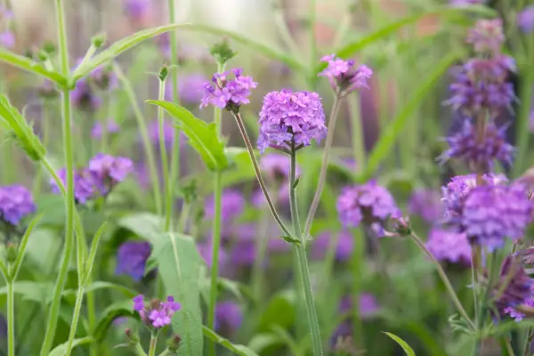 Verbena rigida