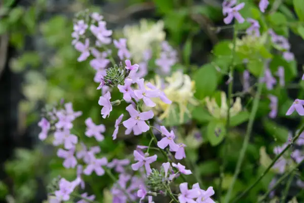 Sweet rocket, Hesperis matrionalis
