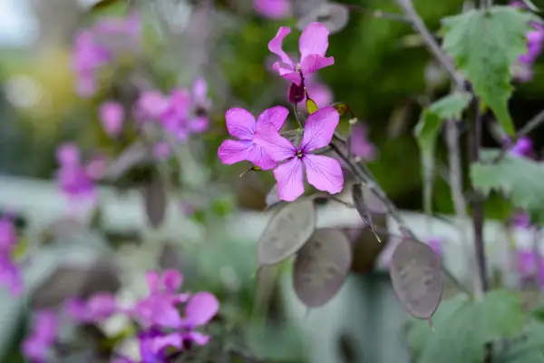Purple honesty flowers and seedheads