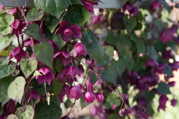 Purple bell vine, Rhodochiton atrosanguineus, photographed at RHS Wisley