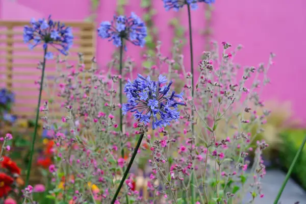 Agapanthus flowers against a pink wall