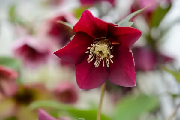 Hellebore hybridus flower