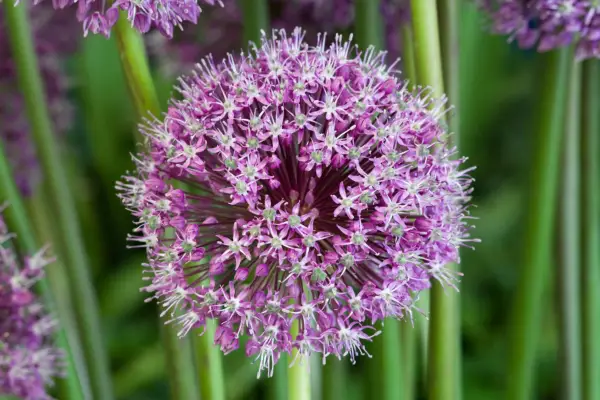 Allium 