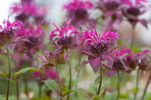 Monarda 