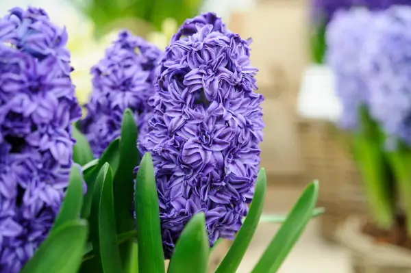 Hyacinthus orientalis