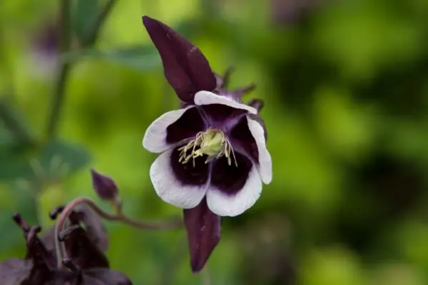 Aquilegia vulgaris 