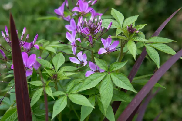 Cleome growing in a pot