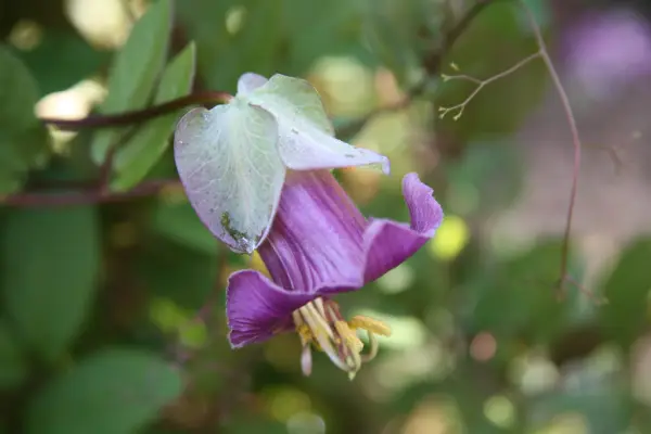 Cup and saucer vine, Cobaea scandens