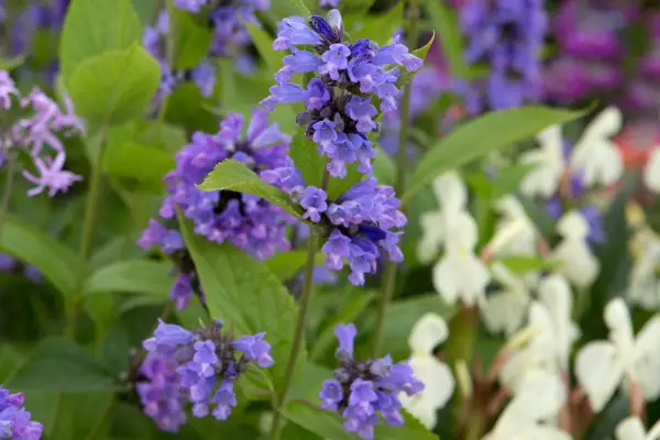 Nepeta subsessilis