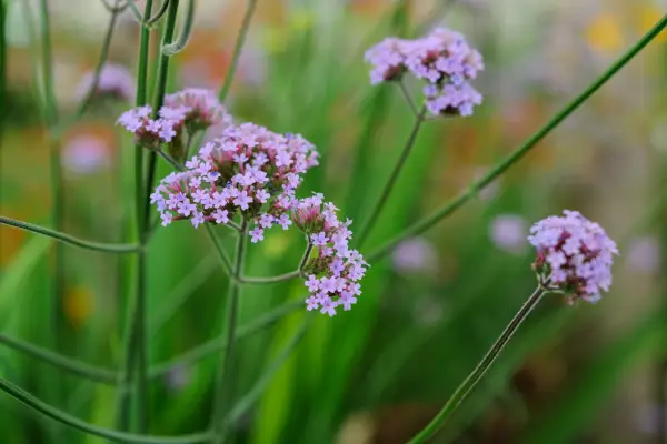 Verbena bonariensis