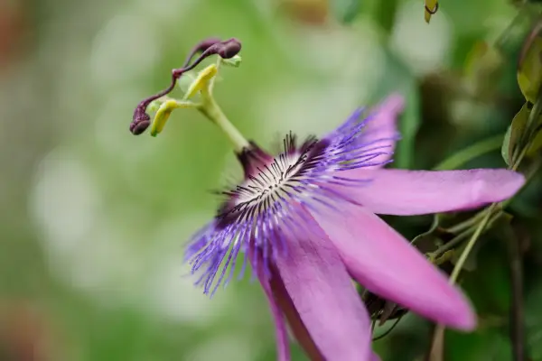 Passiflora 