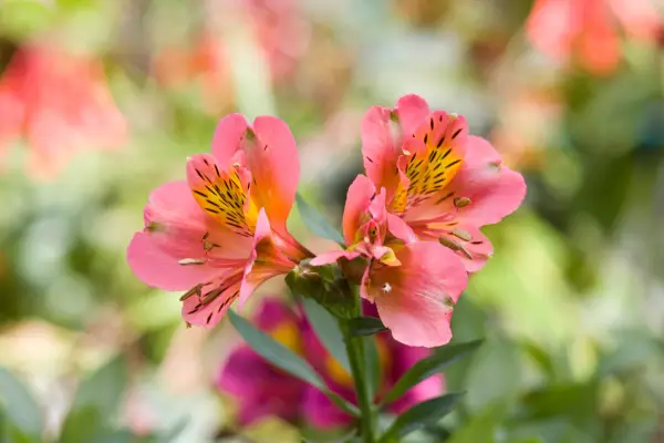 Alstroemeria 'Sødme af efteråret'