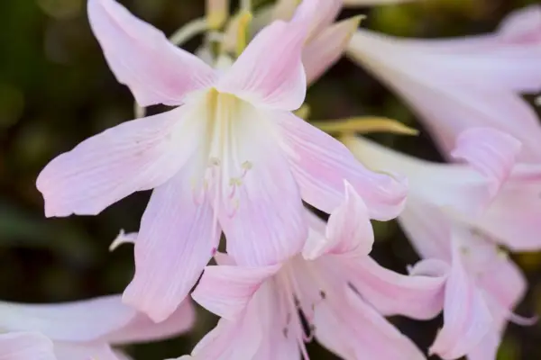 Amaryllis Belladonna „Johannesburg”