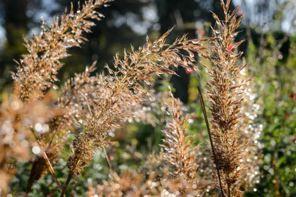 Calamagrostis brachytricha