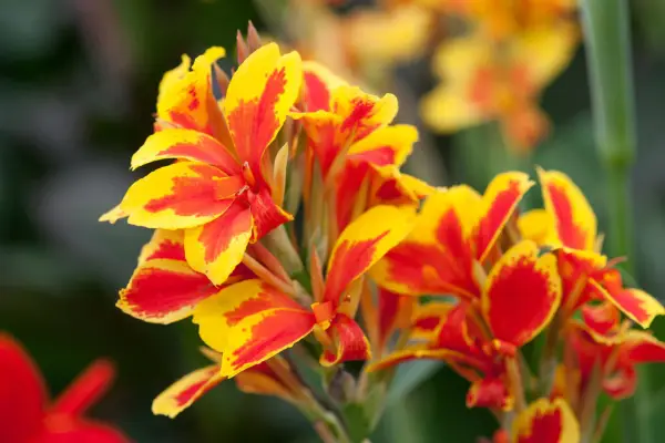 Canna 'Königin Charlotte'