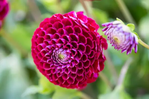 Dahlia „Cornel”
