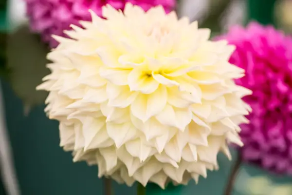 Dahlia 'Westerton Lilian'