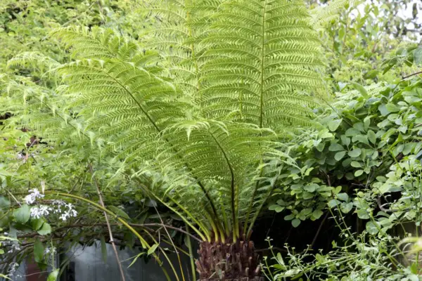 Dicksonia antarctica