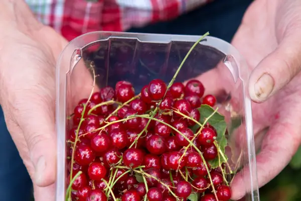 Frukt for små hager