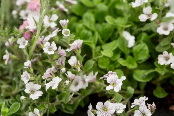Gypsophila Cerastioides