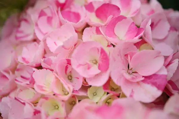 Hydrangea 'Sweet Fantasy'