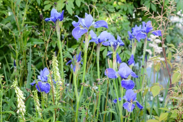 Iris Sibirica „Silver Edge”